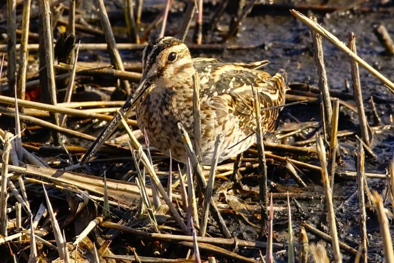 Some of the local Wildlife